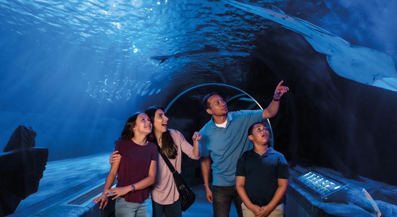 在明尼苏达州水族馆的观赏隧道中参观