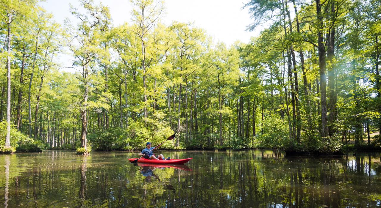 Kayaking the bald cypress blackwater swamp at Robertson Millpond Preserve