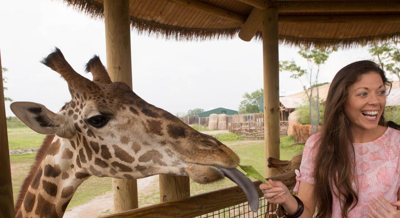 Feeding a giraffe at the Columbus Zoo and Aquarium