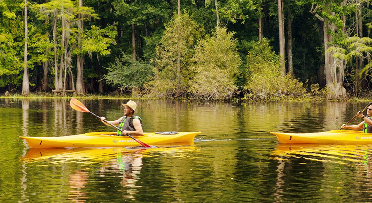 皮划艇爱好者在天然柏树林旁划船