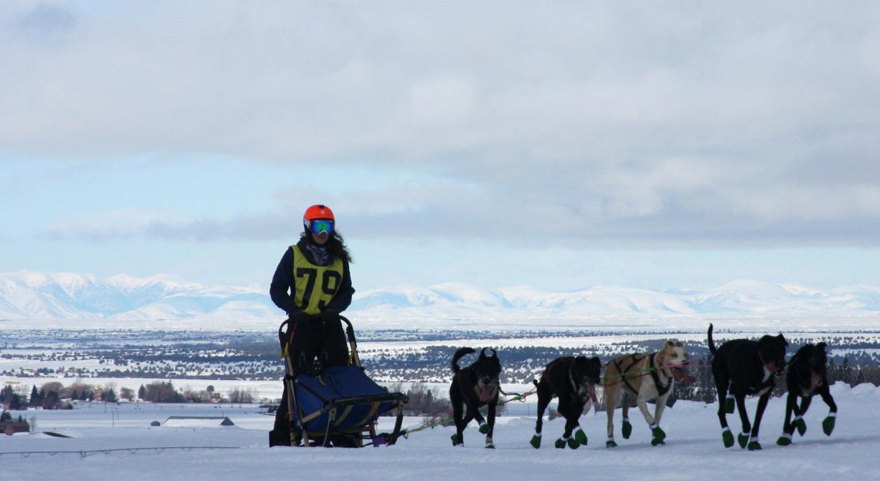 American Dog Derby 狗拉雪橇比赛期间，在雪地里滑行的竞技者