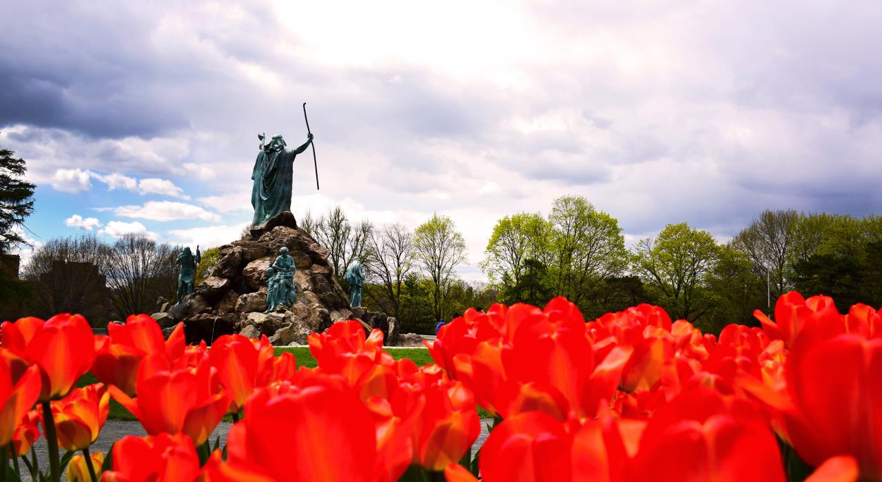 华盛顿公园争奇斗艳的郁金香