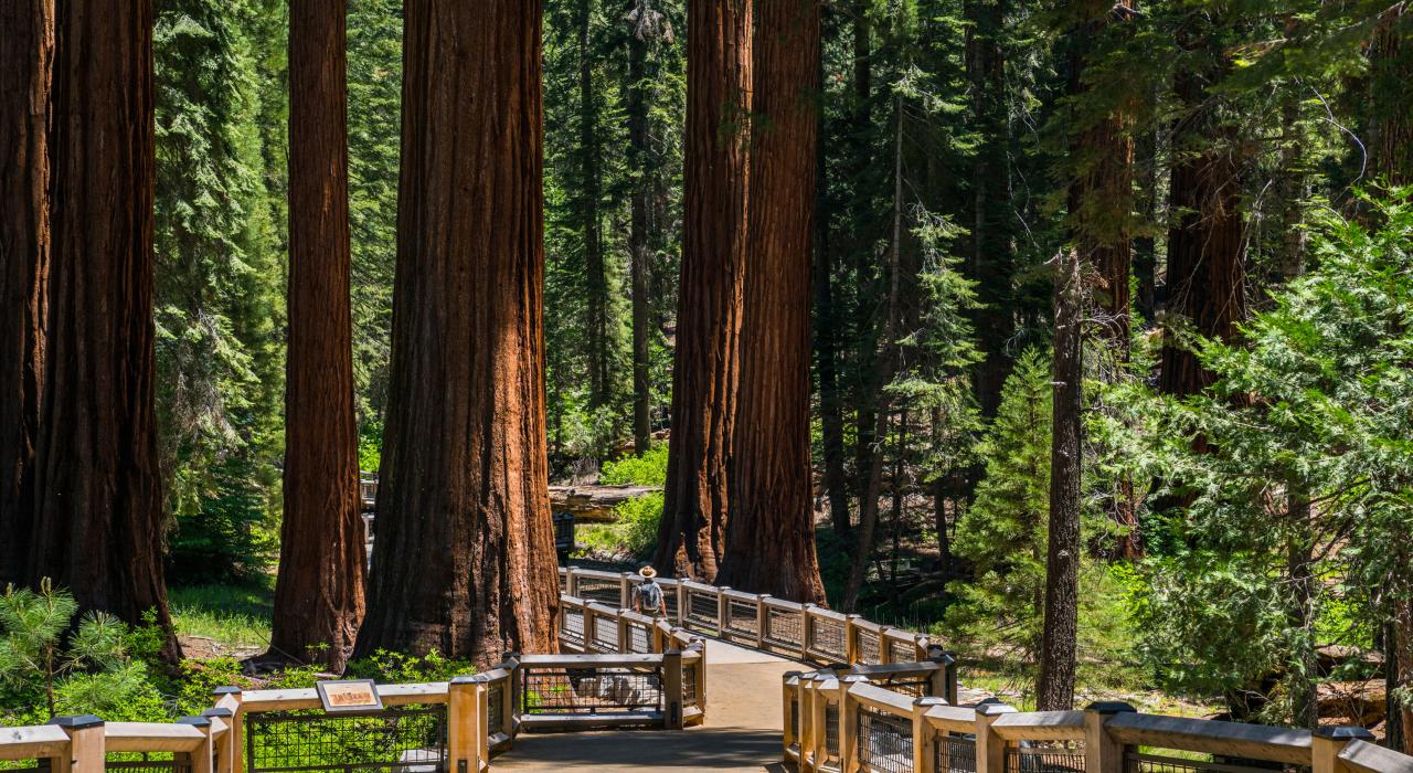 Giant sequoia trees in Yosemite National Park's Mariposa Grove 