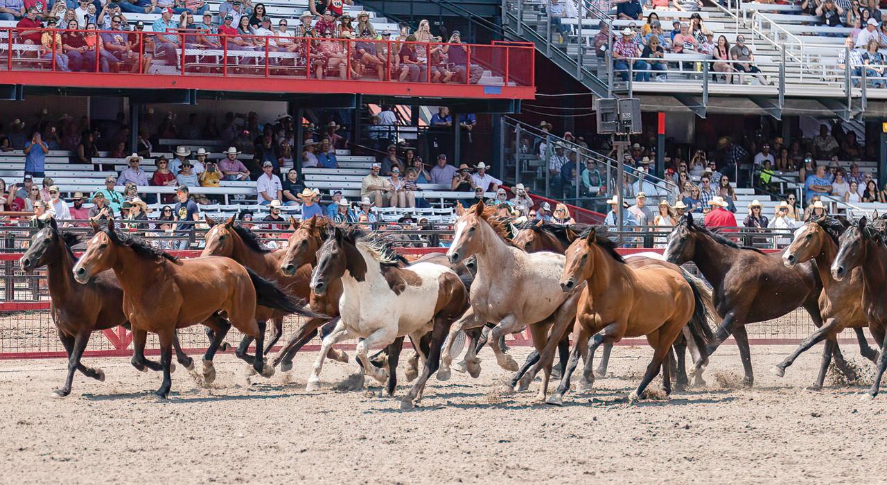 夏安边疆节（一个夏季文化节）的牛仔竞技活动