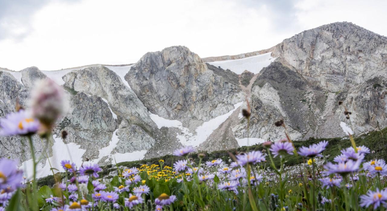雪山山脉上野花盛开