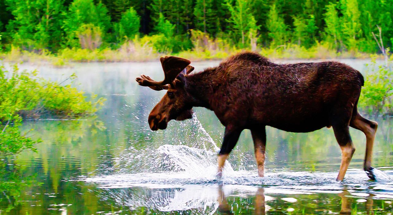 踏入淡水中喝水的一只麋鹿