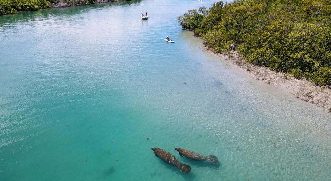 海牛游过皮尔斯堡河口清澈的水域