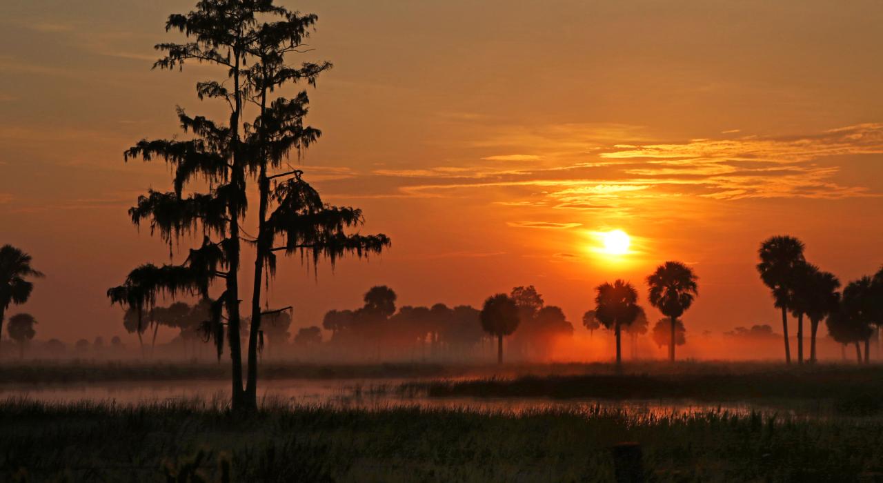 柏树和棕榈树景观下的日出