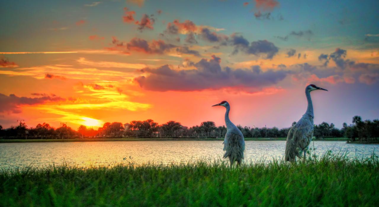 圣露西港湖畔的沙丘鹤和绚烂夕阳