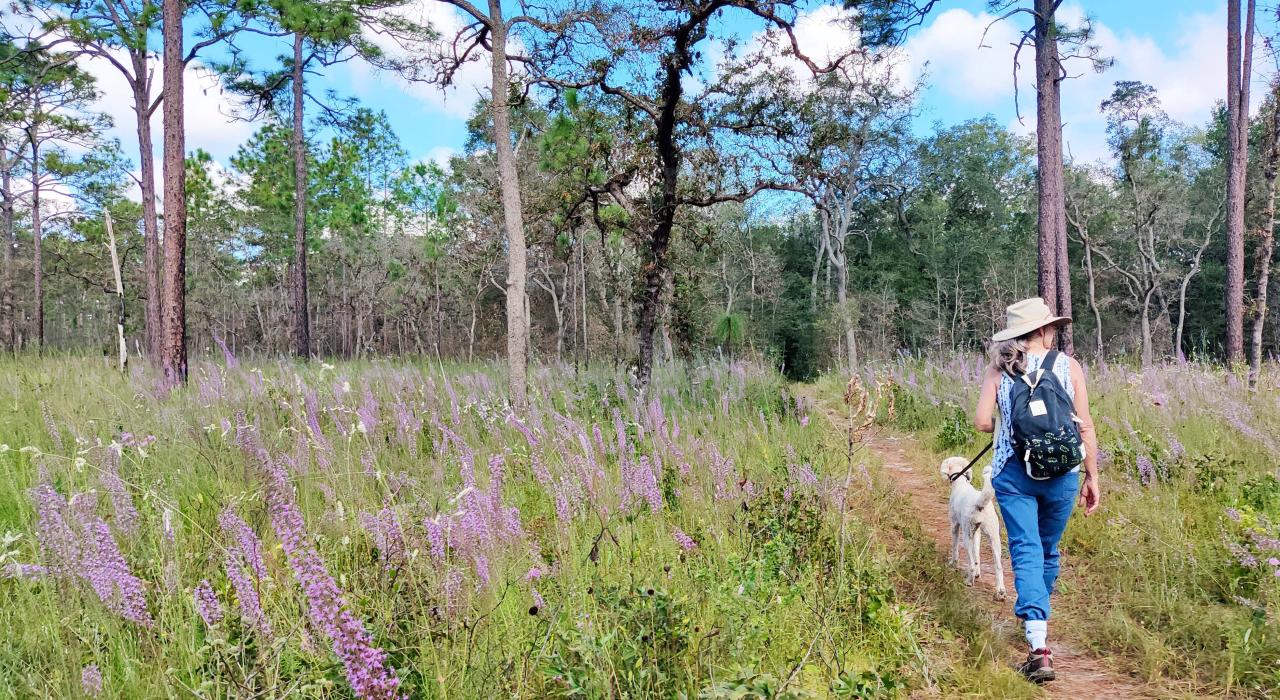 徒步游览威斯拉库奇国家森林的克鲁姆地带