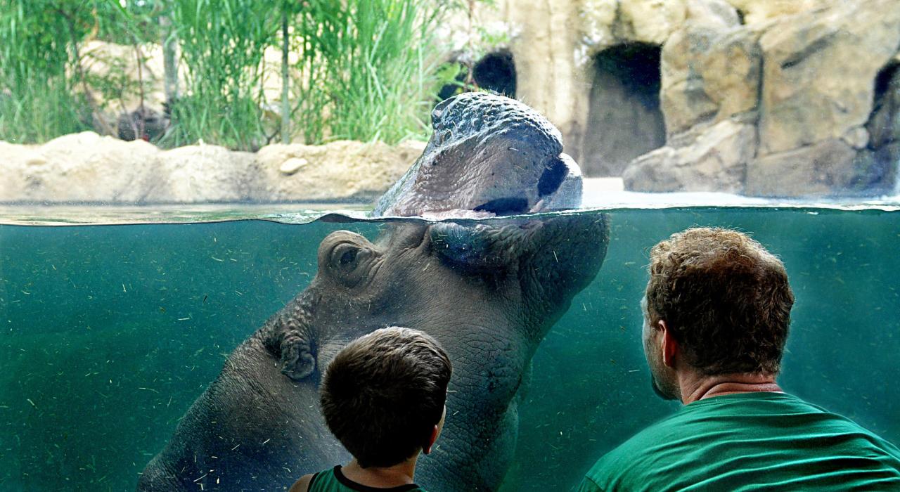 辛辛那提动植物园的亲子乐趣