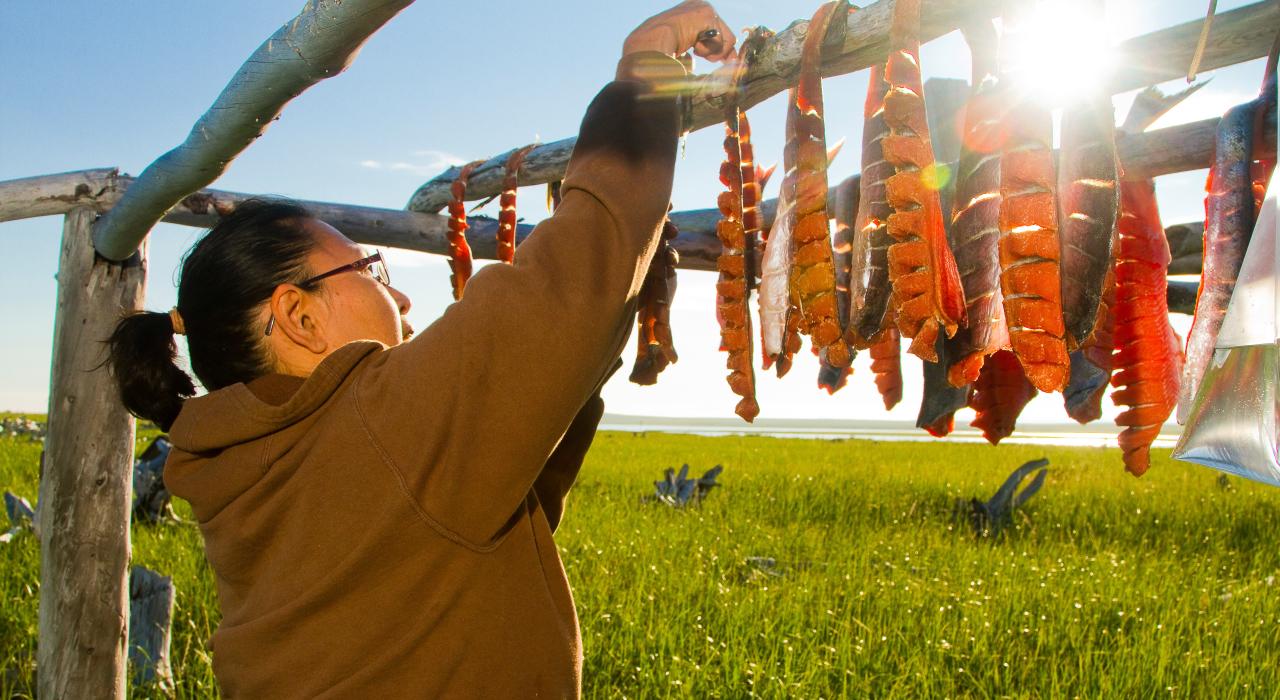 使用传统的伊努皮克技术保存阿拉斯加鲑鱼