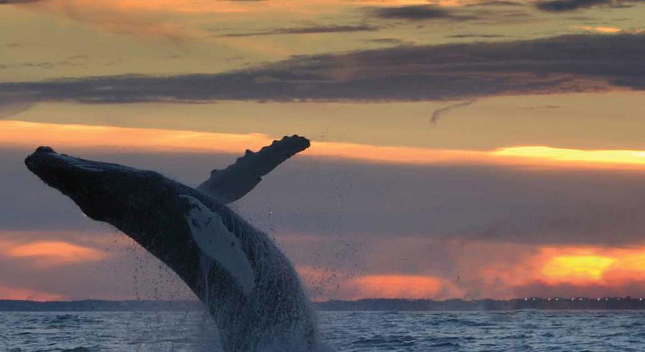 鲸鱼在弗吉尼亚海滩近海区跃出水面