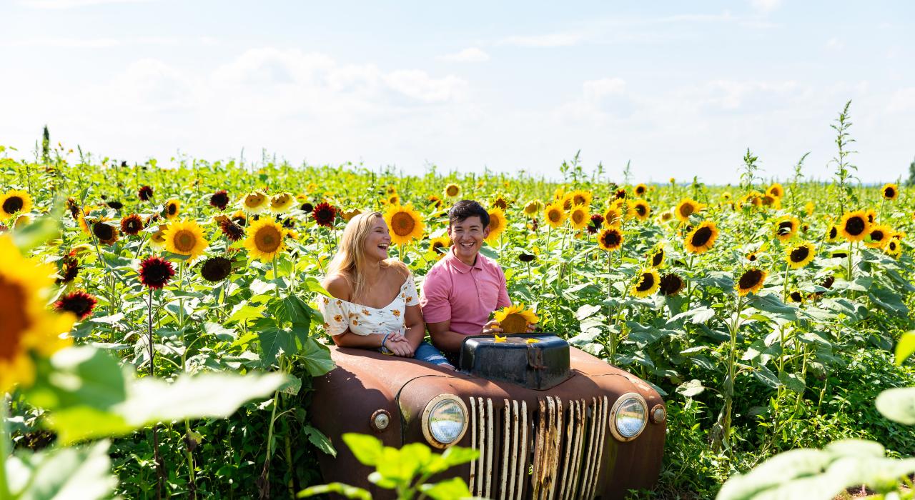 Brillantes campos de girasoles en Maple Lawn Farms en la ciudad de New Park del condado de York