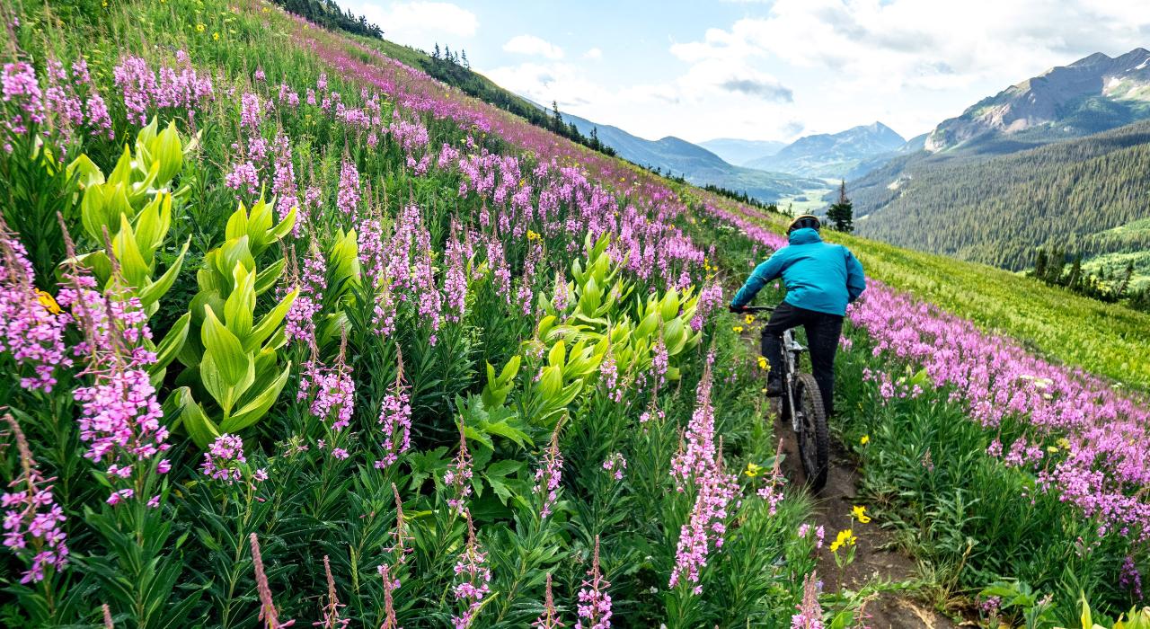骑自行车穿越克雷斯特德比特山间色彩缤纷的野花地