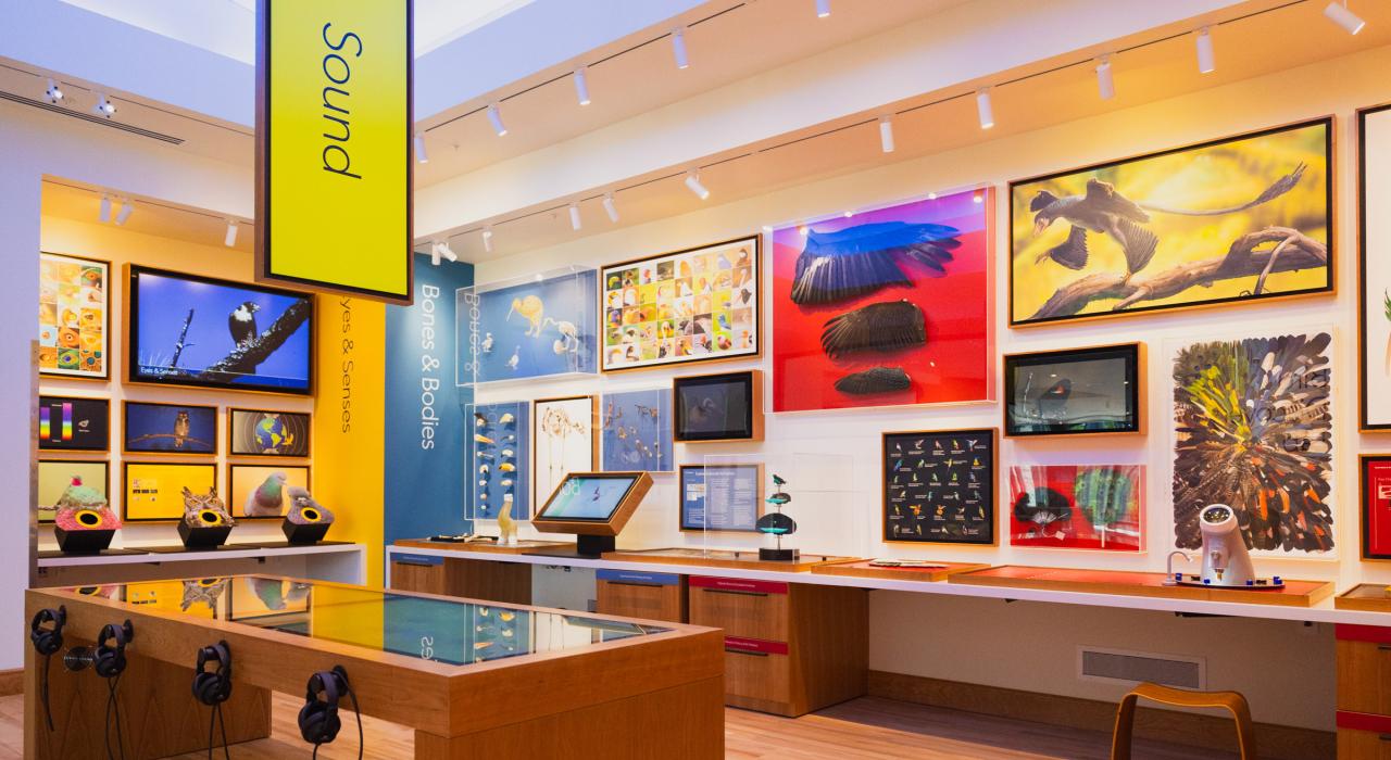 康奈尔鸟类学实验室的沉浸式展览