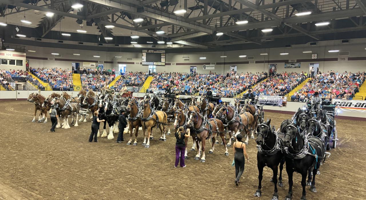 密苏里州博览会期间的驮马展示