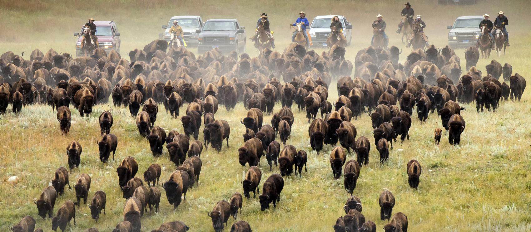 赶拢起来的水牛