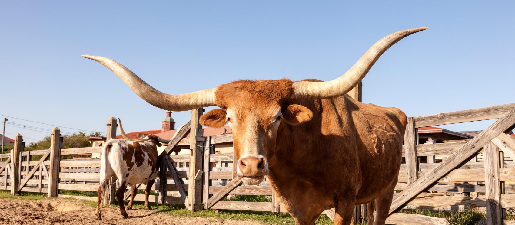 沃思堡牲畜围场的德州长角牛