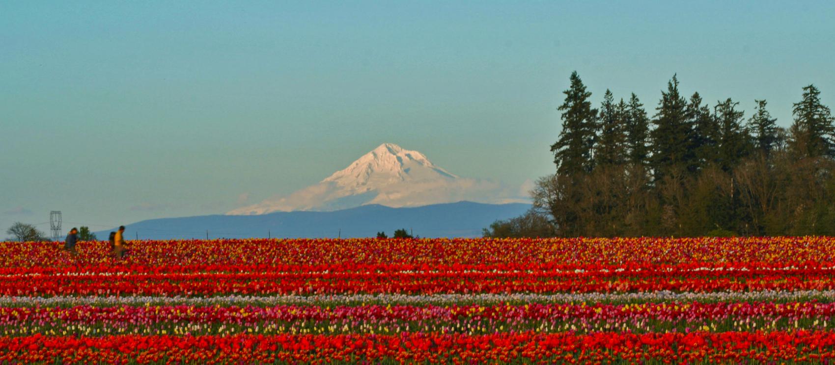 Wooden Shoe Tulip Farm in full bloom with Mt. Hood in the background