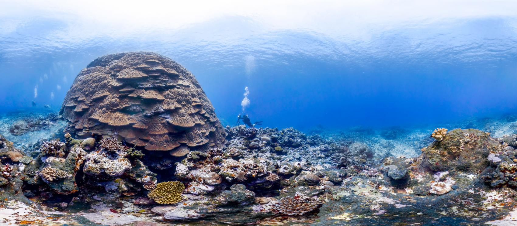 Diving at the “Big Momma” Coral Head in Fagatele Bay