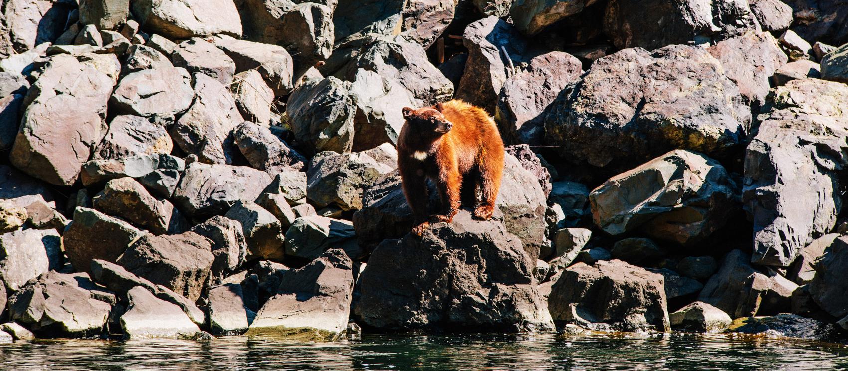 在快艇之旅中发现赫尔斯峡谷的熊