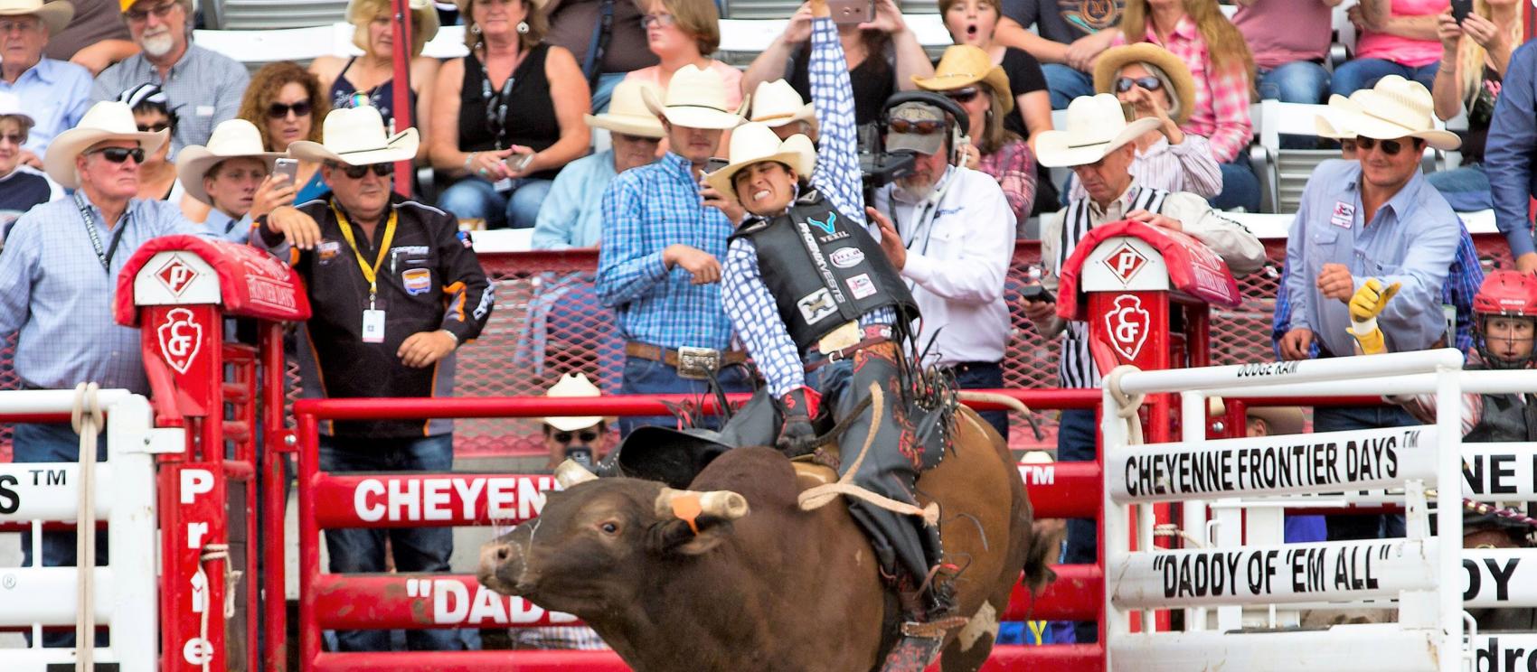 在夏安边疆节牛仔竞技期间参加骑牛比赛