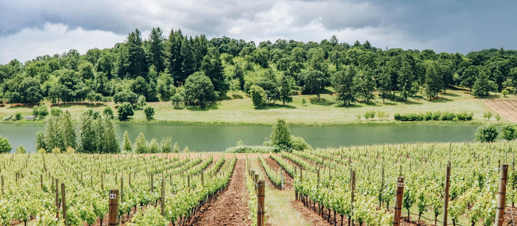Rows of wine grapes grow near the protected Oak Savanna at Left Coast Estate