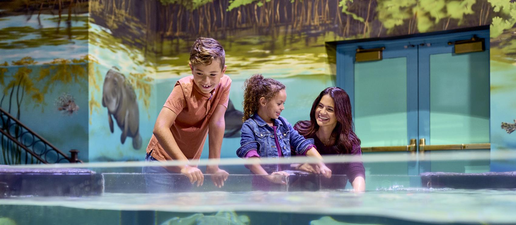 在国立密西西比河博物馆与水族馆与黄貂鱼和其他水生生物亲密接触